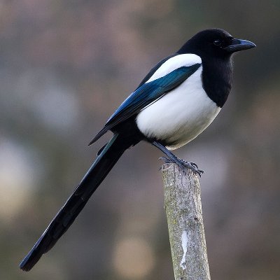 Konnicas's profile picture. Gardener/Professional tree climber(Arborist)
Ace he/him