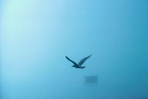 calmdestiny's profile picture. 