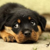 Rescue Animal (@rescueanimaldk) 's Twitter Profile