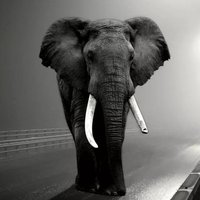 Victor Muyakane (@muyakane) 's Twitter Profile