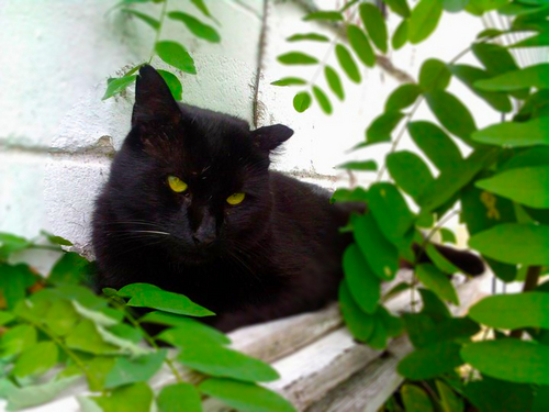 BakiTheCat's profile picture. I'm the COOLEST fuckin CAT in NYC! Nobody's REALER than me! I do whatever the FUCK I want!  (=^_^=)