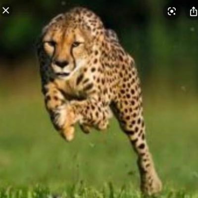 国内外の陸上の結果や感想を気ままにツイートします。ツイート内容は、専門(短距離)に偏るかもしれません。 投稿主は体が石のように硬いとある高校生です(春から早稲田生)。100mPB 11.2 200mPB 22.8