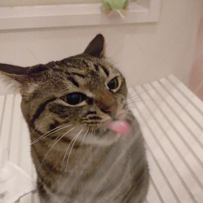 メイメイ 韓国の反日デモで殺された日本の秋田犬です 首を切られて串刺しにされました こういうことする韓国人とは歩み寄れるわけがない 政治家はこういう事実はどう考えるんだろ Http T Co 17wrqft85y