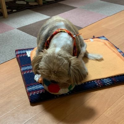 pegasus1834's profile picture. 1級眼鏡作製技能士&ホークスファン&UNICITY会員NO.15585 program 15th参戦 Twitterは情報を得る場所 無言いいねすいません