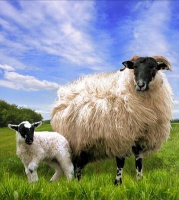 LewisTfl's profile picture. Baa!  Baa!! Baa!!!
