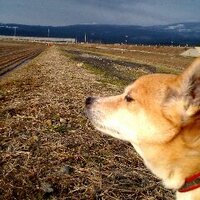 ちょ (@chokkakudead) 's Twitter Profile