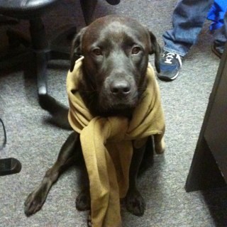 LionBrane's profile picture. Pardon Me