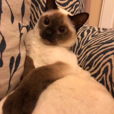 purrftw's profile picture. 21 - 2nd @ranked_fortnite Season 2. Coached by @vF_AIMER7, @vF_KROADER, @Shadow_Purity, & @vF_cody.