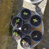 MyChilliGarden 🌱 (@mychilligarden) Twitter profile photo