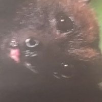 BatKat (@kep_kt) 's Twitter Profile