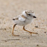 NY Breeding Bird Atlas III (@nybbaiii) 's Twitter Profile