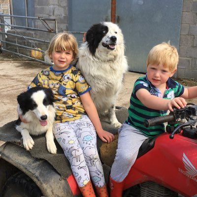 SteveOakley52's profile picture. Stockman, Husband, Father and have a flock of pedigree Lleyns. Rugby (Leicester Tigers!) and motorbike fan too!