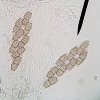 Coastal and Marine Mycology @marinemycoholic.bsky (@marinemycology) 's Twitter Profile Photo Coastal and Marine Mycology @marinemycoholic.bsky (@marinemycology) 's Twitter Profile Photo