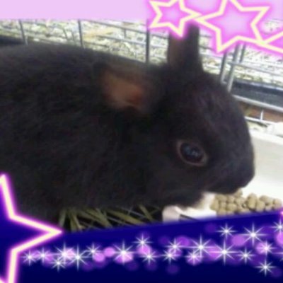 綿月いなばさんのプロフィール画像