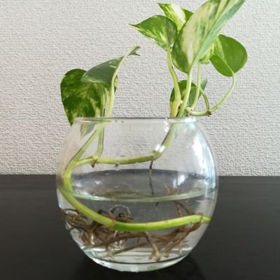 ぐっちー In茨城 アスパラガスさん 可愛い アスパラガス プルモーサス ナナス 観葉植物