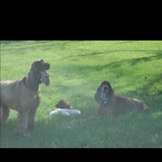 keittmobile's profile picture. Married to Dave, Kyle & Caleb's Mom, Certified Medical Dosimetrist, Loves dogs,