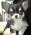 shinomei's profile picture. 