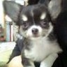 shinomei's profile picture. 