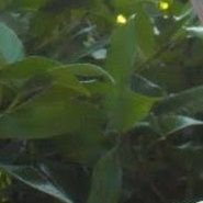 新ジンジャ (@ukvjl4aq7hpexso) Twitter profile photo