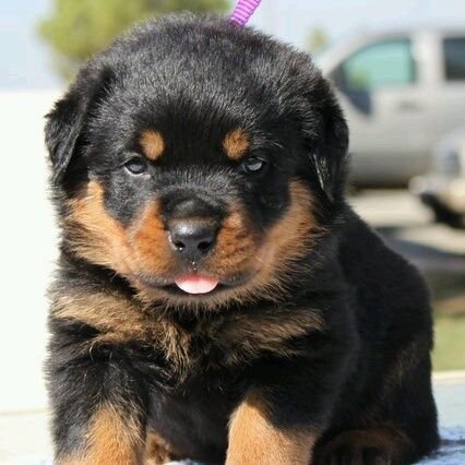 GregoryGilliard's profile picture. In one statement i will describe myself as deligent,resilient and ready to take on what life has to offer as long as it is good.