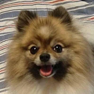ロケーション 主張 柔らかい足 ポメラニアン 繁殖 引退 犬 Artcoustic Jp ロケーション 主張 柔らかい足 ポメラニアン 繁殖 引退 犬 Artcoustic Jp