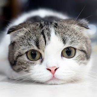 金子 奏🐱ぬこモードさんのプロフィール画像