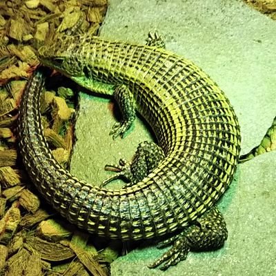 爬虫類初心者
オニプレが可愛くて仕方がない模様
トーゴ、ニシ、ヒガシオニプレートトカゲを飼育中
将来的には繁殖させてみたいです
他にストケス、リングヘッドヒメレーサーもいます
たまに趣味の事やら旅行先の事も書いたりします