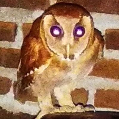 achmadimamashar's profile picture. Serang