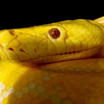 VectorExotics's profile picture. We are passionate exotic animal breeders. Our company grows out of the love we have for the animals. We breed, keep, and sell only the highest quality animals!