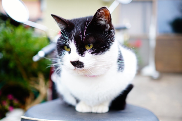 mako1892's profile picture. APEXとバイクと旅行