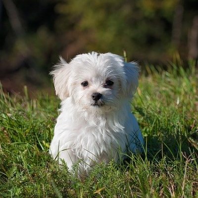 https://t.co/W4THyiET29 is a personal blog that interesting about Pets. Especially dogs. We will give you info about dog care, dog health, dog training and more