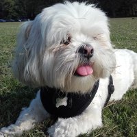 Anne Wilkinson💙🎓🇵🇸 🇿🇦 🇮🇪 🇨🇩 🇸🇩 (@jampawilkinson) 's Twitter Profile