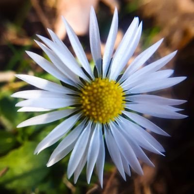 msalwaysleft's profile picture. Feministin, Sozialistin