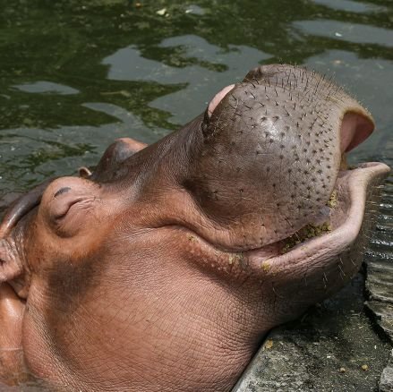 A Hippo. Thats it