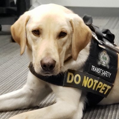GO Transit / Metrolinx - Security Division - Special Constable K9 Unit. Dispatch 877-297-0642/416-202-4400 or 911 in Emergency. Acct not monitored 24/7 - #Dash