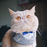 Steve🐾 in Taiwan (@steve_in_taiwan) 's Twitter Profile