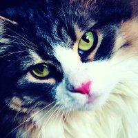 shintaro (@le_shintaro) 's Twitter Profile