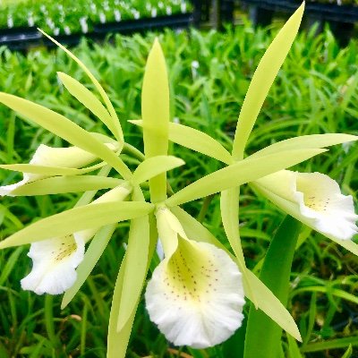 Commercial Orchid Nursery on the Big Island of Hawaii since 1987