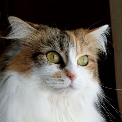 kat_every's profile picture. adopted & loves to hiss & growl & hardly meows
