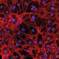 Journal of Molecular and Cellular Cardiology (@jmccardiology) 's Twitter Profile Photo Journal of Molecular and Cellular Cardiology (@jmccardiology) 's Twitter Profile Photo