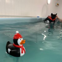 Smarterpets Canine Hydrotherapy(@SmarterpetsH) 's Twitter Profile Photo