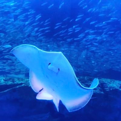 🌿iHerb紹介コード ADU7180 🌿食べるの大好き主婦。得意料理はゆでたまご。藤川理論をきっかけに栄養に興味を持ったライトな健康オタク。アフィリエイトしてます。商品紹介でうるさい時があります🍀Amazonアソシエイトhttps://t.co/ixqXKHm8Ma