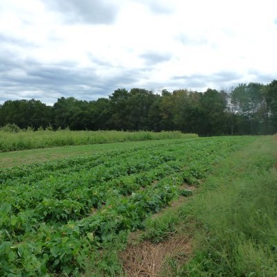 YingLiwonder's profile picture. 