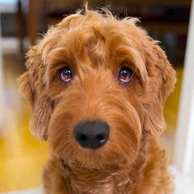 Allegedly Jonathan Turley's Goldendoodle. Allegedly a parody account. Let us all take paws and think of the troops. Dogs don't like vets but we love veterans.