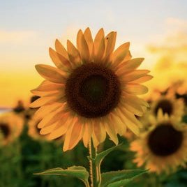 Sun_of_London's profile picture. Cheerful tweets about how much more daylight there is in London, UK, starting from the winter solstice until the clocks change. Brought to you by @SunOfSeldo.