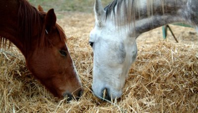 Southern Cross feeds aim in delivering the high performance of your horse making him stronger and healthier with whole-grain nutrition.