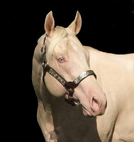 2008 AQHA Cremello Stallion
By: Krymsun N Gold
Dam: Ima Lucky Bucky
Standing at: Tim Greenleaf Quarter Horses for the 2011 Breeding Season