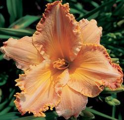 The friendliest home gardening community on the Internet.  Exchanging plants and flowers is the neighborly thing to do.  Login to participate --it's free.
