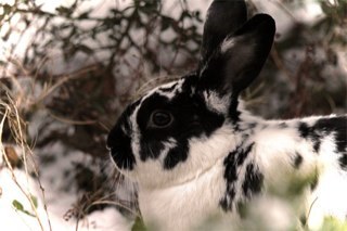 I'm a rabbit. Nice to meet you. I loves head rubs and teaching hooman how to wiggle dance