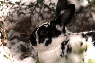 I'm a rabbit.  Nice to meet you.  I loves head rubs and teaching hooman how to wiggle dance